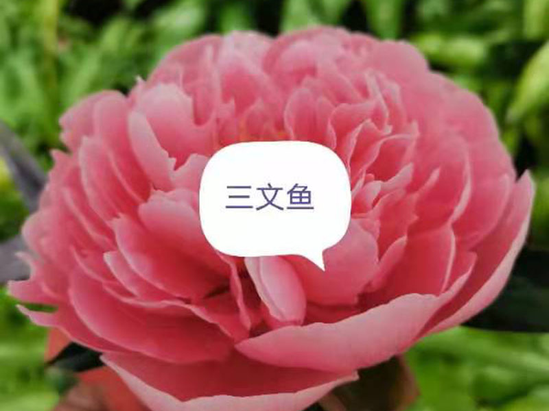 三文魚 中早期 花徑極大 重瓣型 
